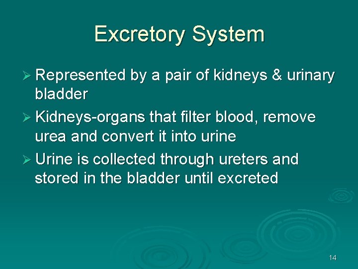 Excretory System Ø Represented by a pair of kidneys & urinary bladder Ø Kidneys-organs