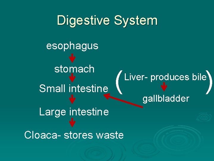 Digestive System esophagus Small intestine ( ( stomach Liver- produces bile Large intestine Cloaca-