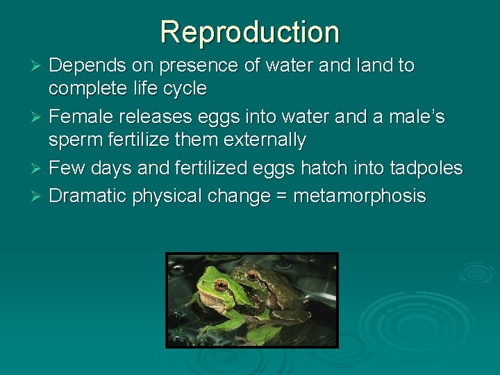 Reproduction Depends on presence of water and land to complete life cycle Ø Female