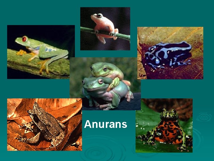 Anurans 