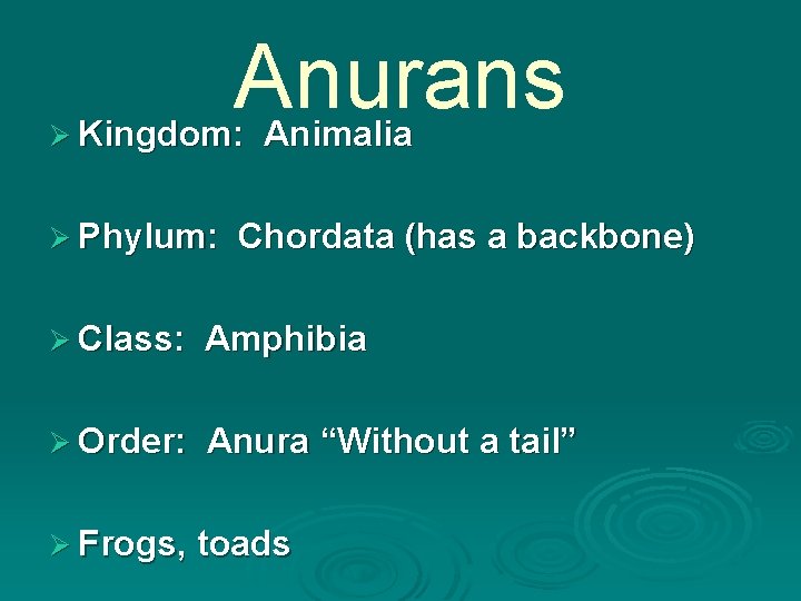 Anurans Ø Kingdom: Ø Phylum: Animalia Chordata (has a backbone) Ø Class: Amphibia Ø