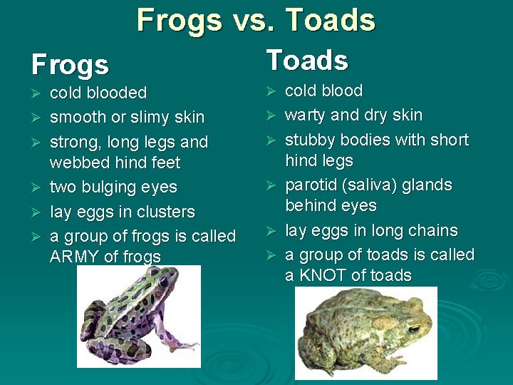 Frogs vs. Toads Frogs Ø Ø Ø cold blooded smooth or slimy skin strong,