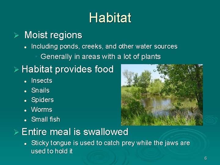 Habitat Ø Moist regions l Including ponds, creeks, and other water sources • Generally