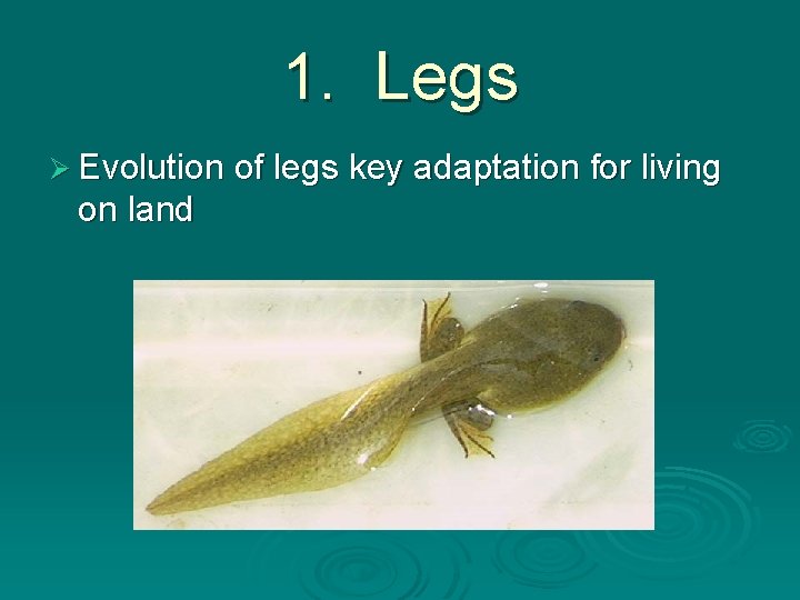 1. Legs Ø Evolution of legs key adaptation for living on land 