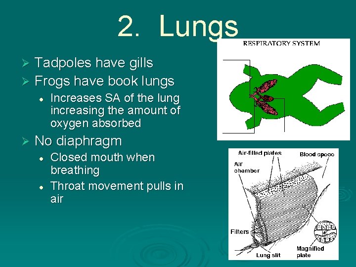 2. Lungs Tadpoles have gills Ø Frogs have book lungs Ø l Ø Increases