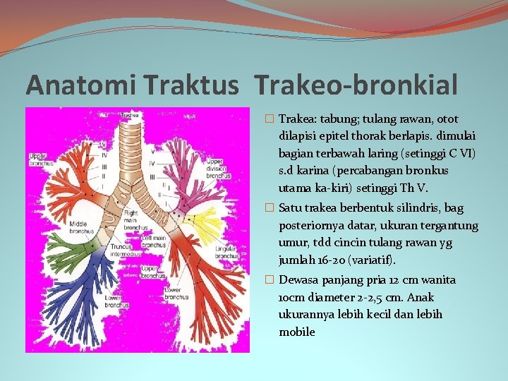 Anatomi Traktus Trakeo-bronkial � Trakea: tabung; tulang rawan, otot dilapisi epitel thorak berlapis. dimulai