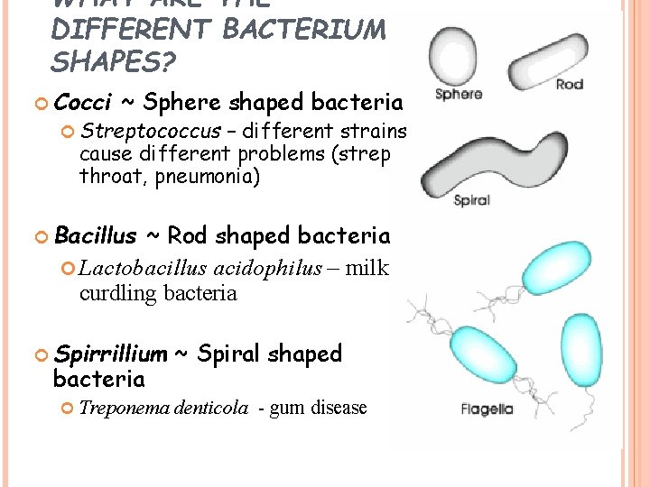 WHAT ARE THE DIFFERENT BACTERIUM SHAPES? Cocci ~ Sphere shaped bacteria Streptococcus – different