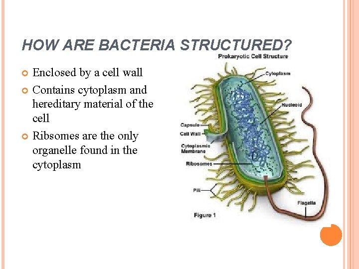 HOW ARE BACTERIA STRUCTURED? Enclosed by a cell wall Contains cytoplasm and hereditary material