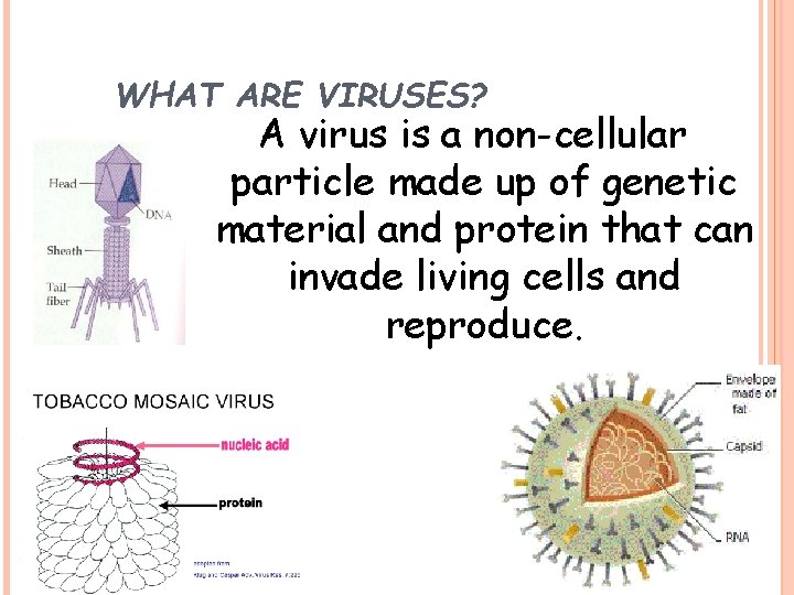 WHAT ARE VIRUSES? A virus is a non-cellular particle made up of genetic material