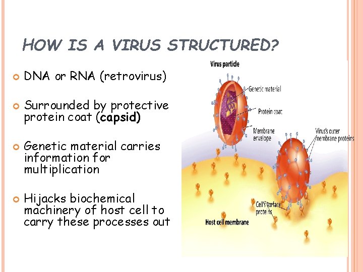 HOW IS A VIRUS STRUCTURED? DNA or RNA (retrovirus) Surrounded by protective protein coat