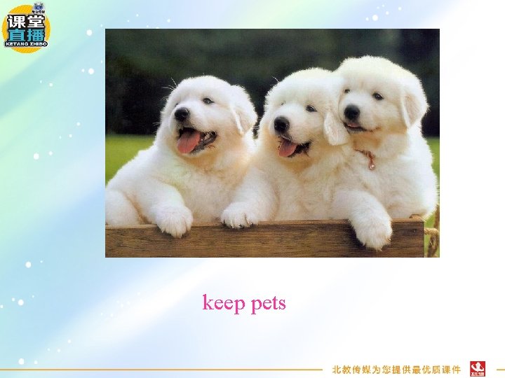 keep pets 