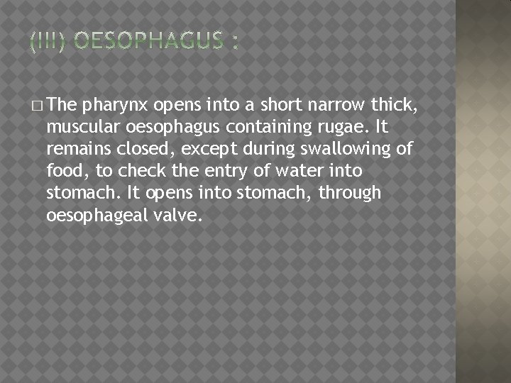 � The pharynx opens into a short narrow thick, muscular oesophagus containing rugae. It