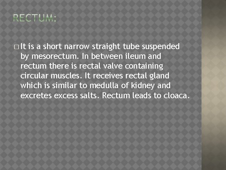 � It is a short narrow straight tube suspended by mesorectum. In between ileum