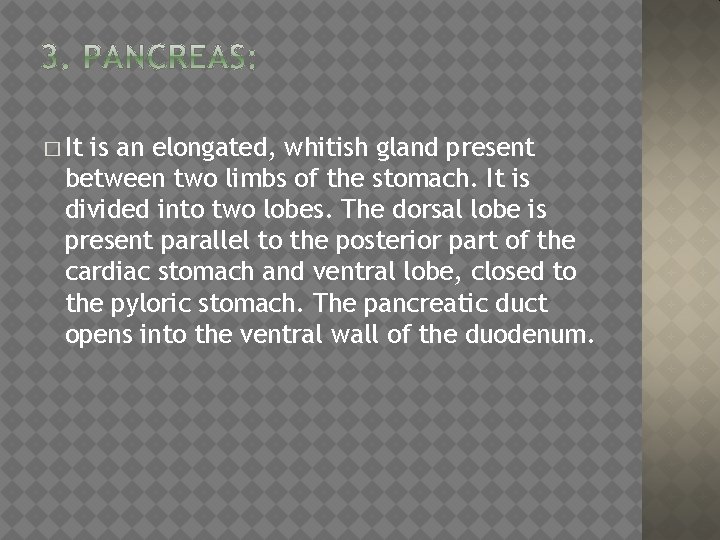 � It is an elongated, whitish gland present between two limbs of the stomach.