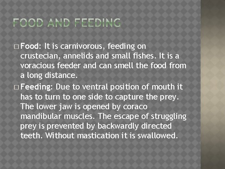 � Food: It is carnivorous, feeding on crustecian, annelids and small fishes. It is