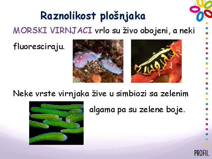 Raznolikost plošnjaka MORSKI VIRNJACI vrlo su živo obojeni, a neki fluoresciraju. Neke vrste virnjaka