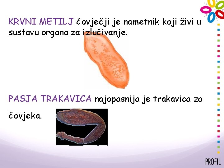 KRVNI METILJ čovječji je nametnik koji živi u sustavu organa za izlučivanje. PASJA TRAKAVICA