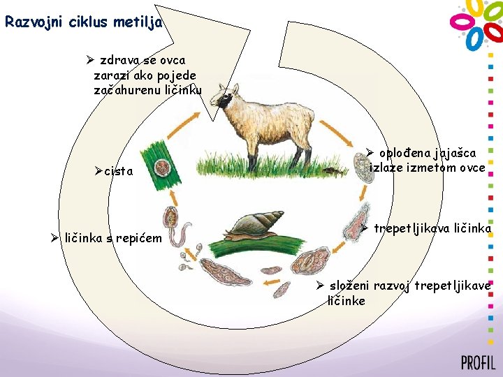 Razvojni ciklus metilja Ø zdrava se ovca zarazi ako pojede začahurenu ličinku Øcista Ø