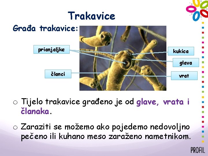 Trakavice Građa trakavice: prianjaljke kukica glava članci vrat o Tijelo trakavice građeno je od