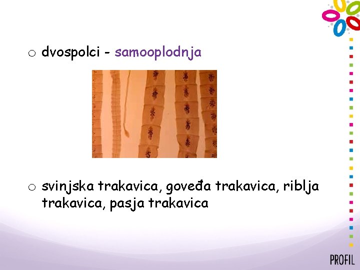 o dvospolci - samooplodnja o svinjska trakavica, goveđa trakavica, riblja trakavica, pasja trakavica 