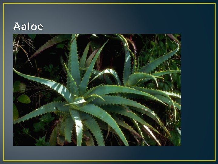 Aaloe 