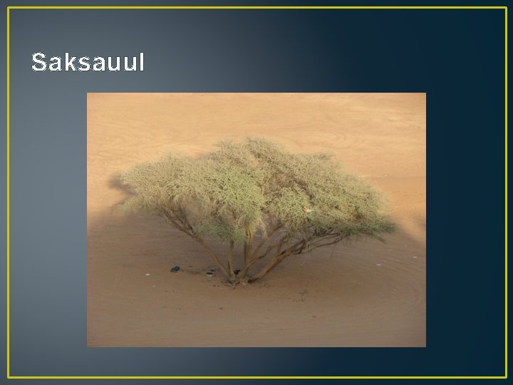 Saksauul 
