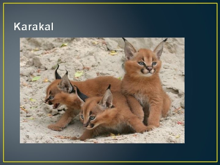 Karakal 