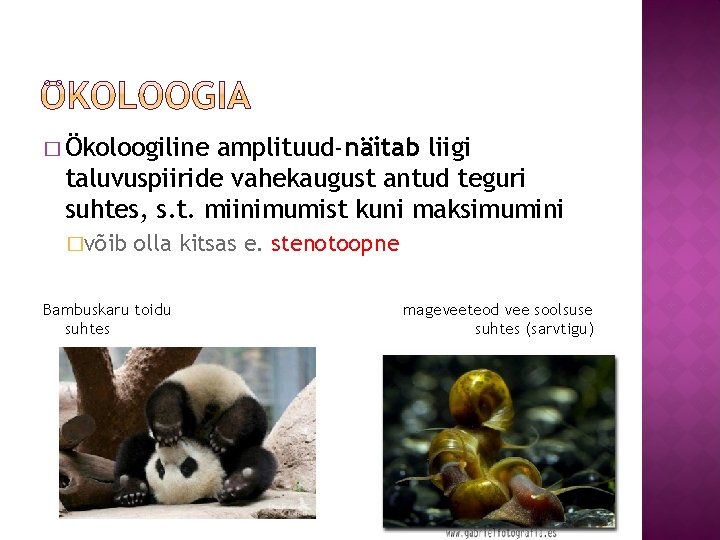 � Ökoloogiline amplituud-näitab liigi taluvuspiiride vahekaugust antud teguri suhtes, s. t. miinimumist kuni maksimumini