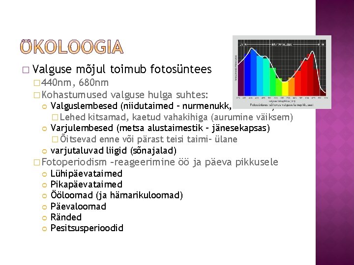 � Valguse mõjul toimub fotosüntees � 440 nm, 680 nm � Kohastumused valguse hulga