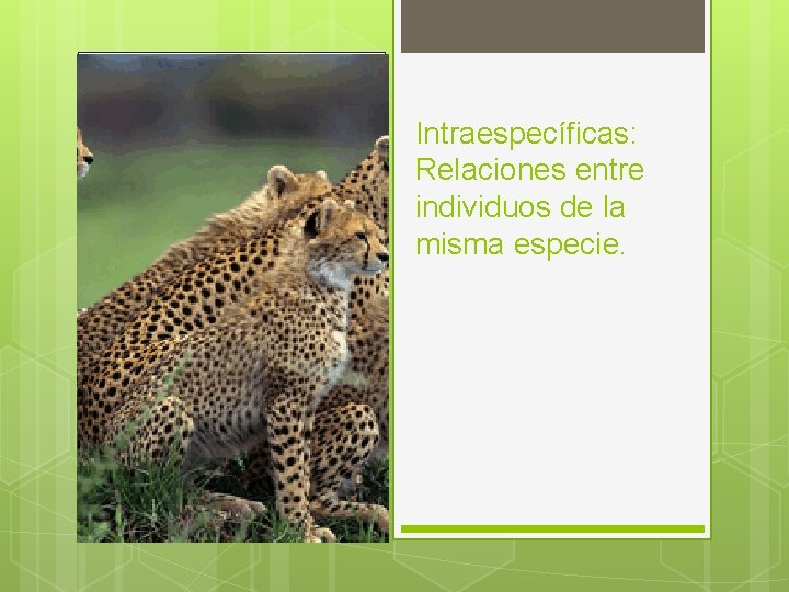 Intraespecíficas: Relaciones entre individuos de la misma especie. 