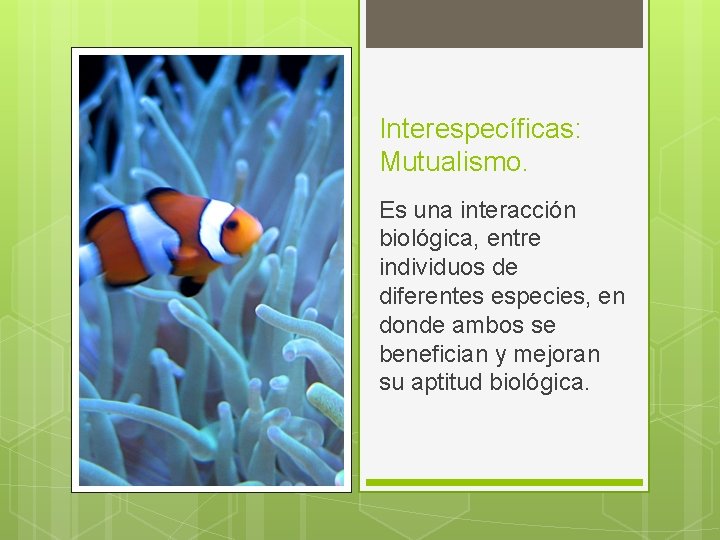 Interespecíficas: Mutualismo. Es una interacción biológica, entre individuos de diferentes especies, en donde ambos