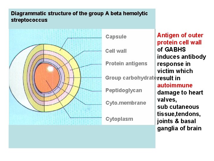 Diagrammatic structure of the group A beta hemolytic streptococcus Antigen of outer protein cell