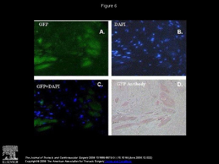 Figure 6 The Journal of Thoracic and Cardiovascular Surgery 2006 131889 -897 DOI: (10.