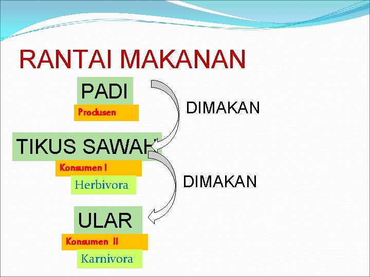 RANTAI MAKANAN PADI Produsen DIMAKAN TIKUS SAWAH Konsumen I Herbivora ULAR Konsumen II Karnivora