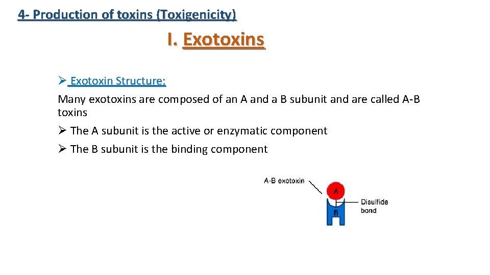 4 - Production of toxins (Toxigenicity) I. Exotoxins Ø Exotoxin Structure: Many exotoxins are