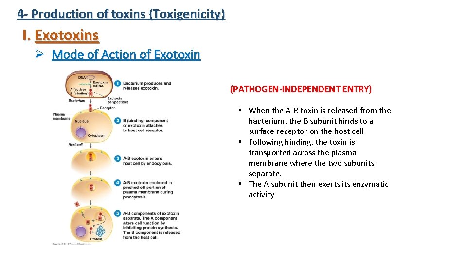 4 - Production of toxins (Toxigenicity) I. Exotoxins Ø Mode of Action of Exotoxin