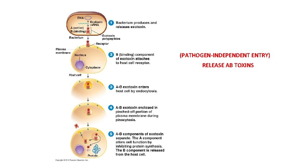 (PATHOGEN-INDEPENDENT ENTRY) RELEASE AB TOXINS 