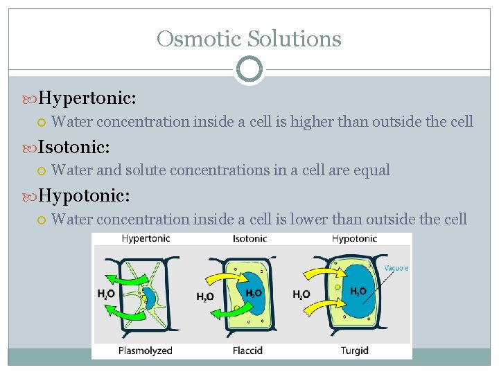 Osmotic Solutions Hypertonic: Water concentration inside a cell is higher than outside the cell