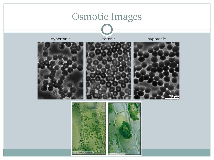 Osmotic Images 