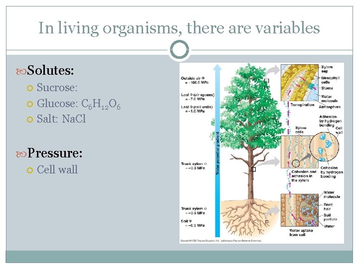 In living organisms, there are variables Solutes: Sucrose: Glucose: C 6 H 12 O