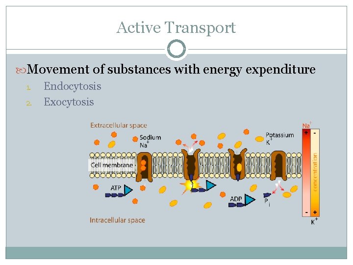 Active Transport Movement of substances with energy expenditure 1. 2. Endocytosis Exocytosis 