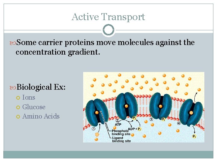 Active Transport Some carrier proteins move molecules against the concentration gradient. Biological Ex: Ions