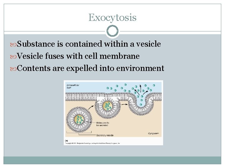 Exocytosis Substance is contained within a vesicle Vesicle fuses with cell membrane Contents are