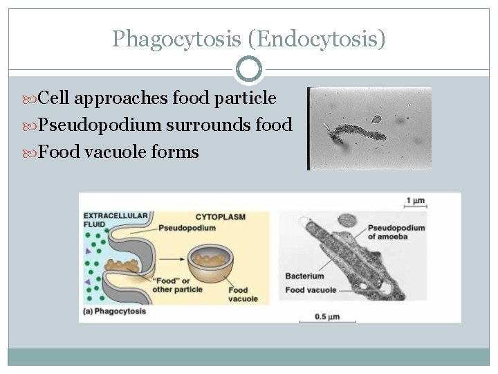Phagocytosis (Endocytosis) Cell approaches food particle Pseudopodium surrounds food Food vacuole forms 