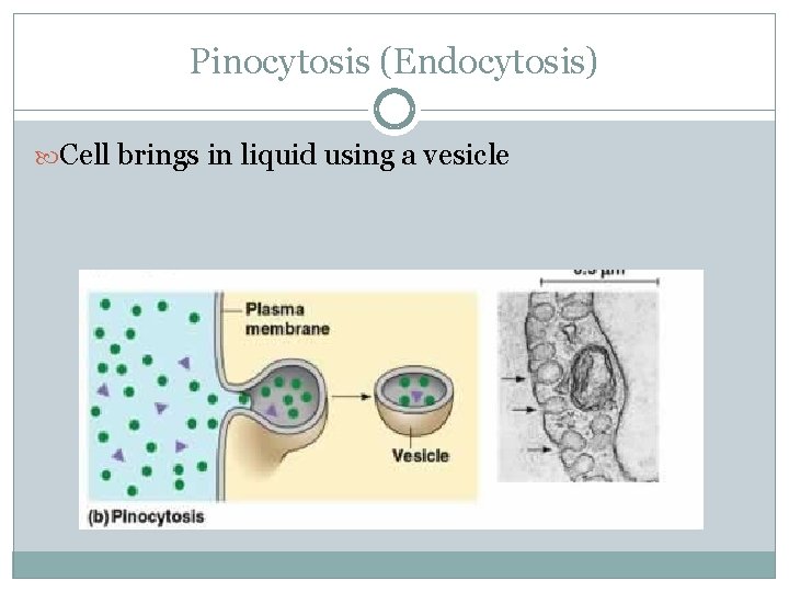 Pinocytosis (Endocytosis) Cell brings in liquid using a vesicle 