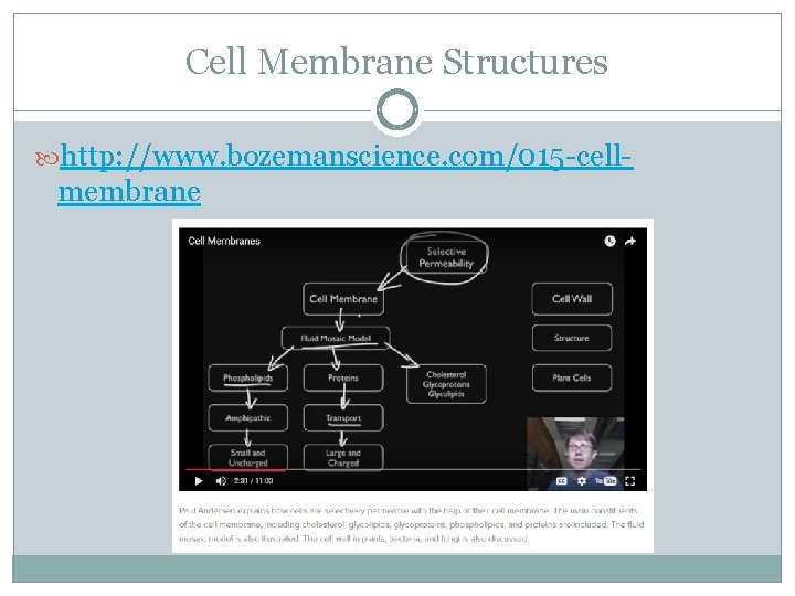 Cell Membrane Structures http: //www. bozemanscience. com/015 -cell- membrane 