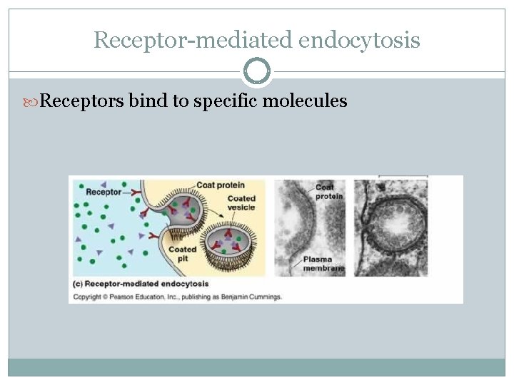 Receptor-mediated endocytosis Receptors bind to specific molecules 