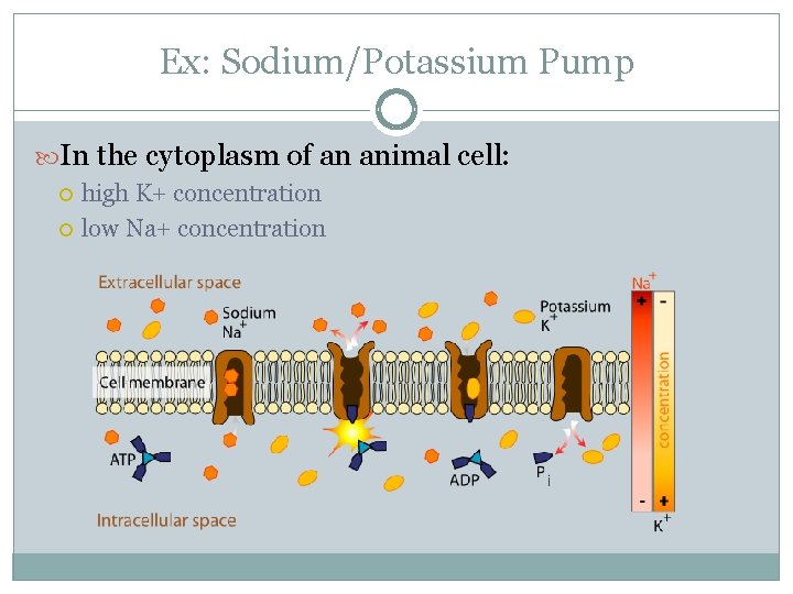 Ex: Sodium/Potassium Pump In the cytoplasm of an animal cell: high K+ concentration low