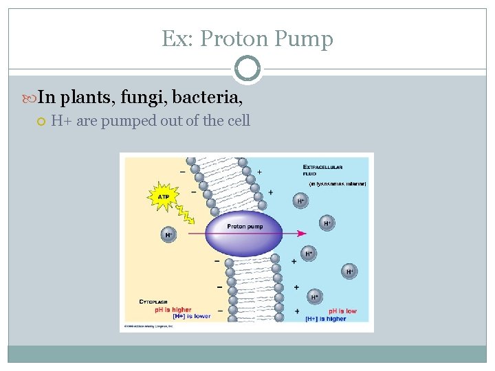 Ex: Proton Pump In plants, fungi, bacteria, H+ are pumped out of the cell