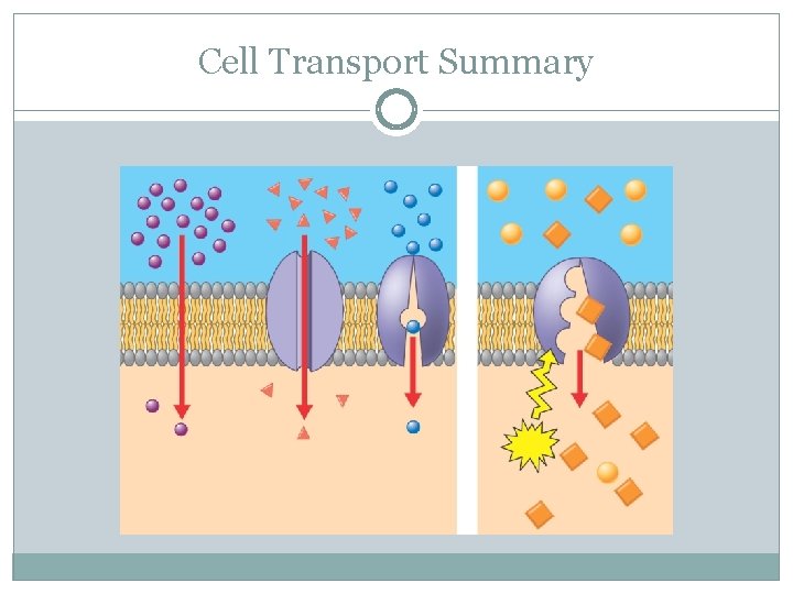 Cell Transport Summary 